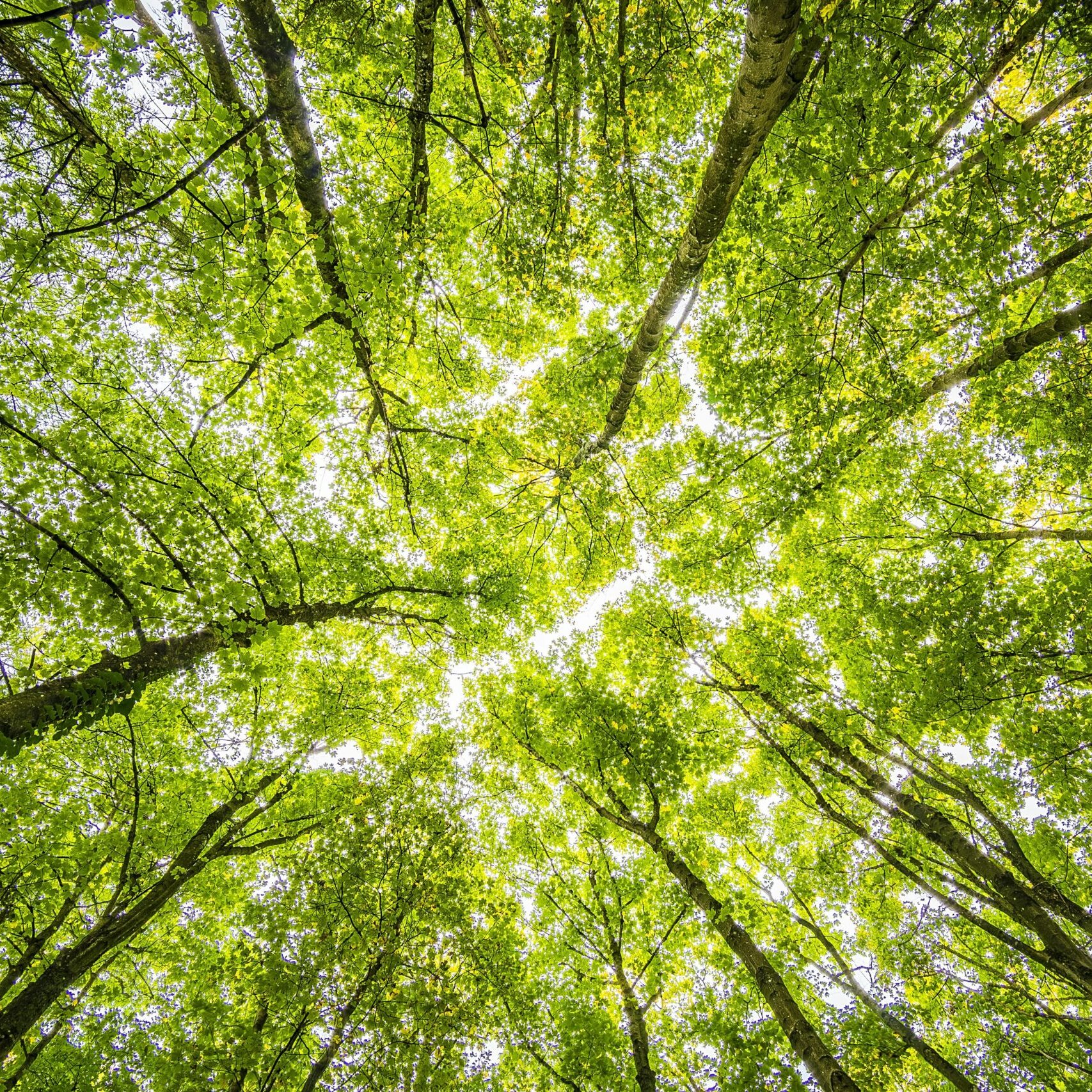 pexels-umkreisel-app-957024